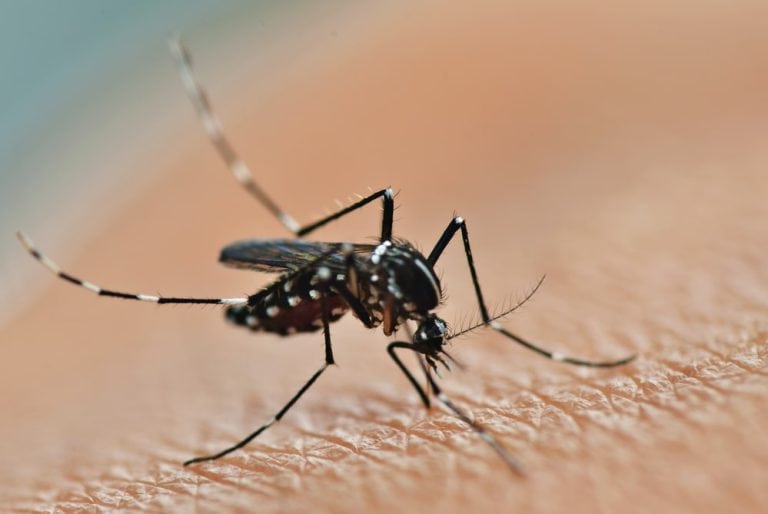Is Killing Mosquito a Sin?